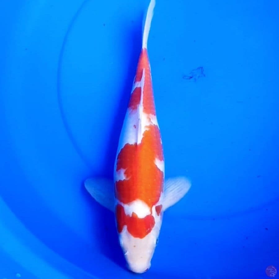 36cm KOHAKU RED DEVIL