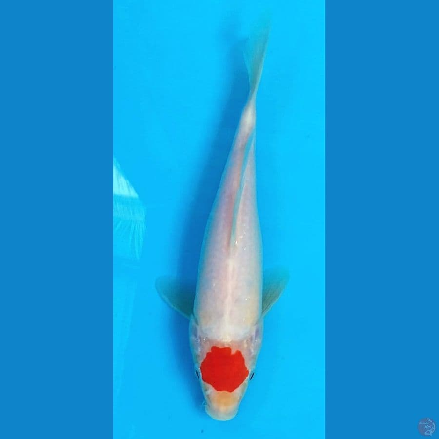 tanco kohaku originil 25bu