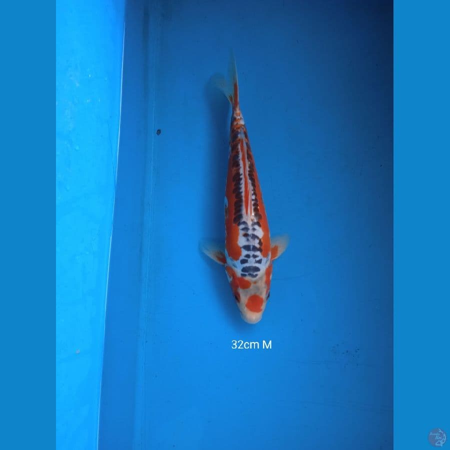 shusui 32cm