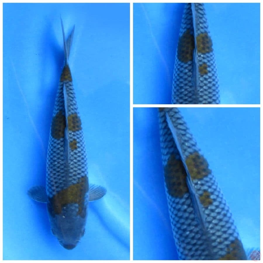 ociba 29cm