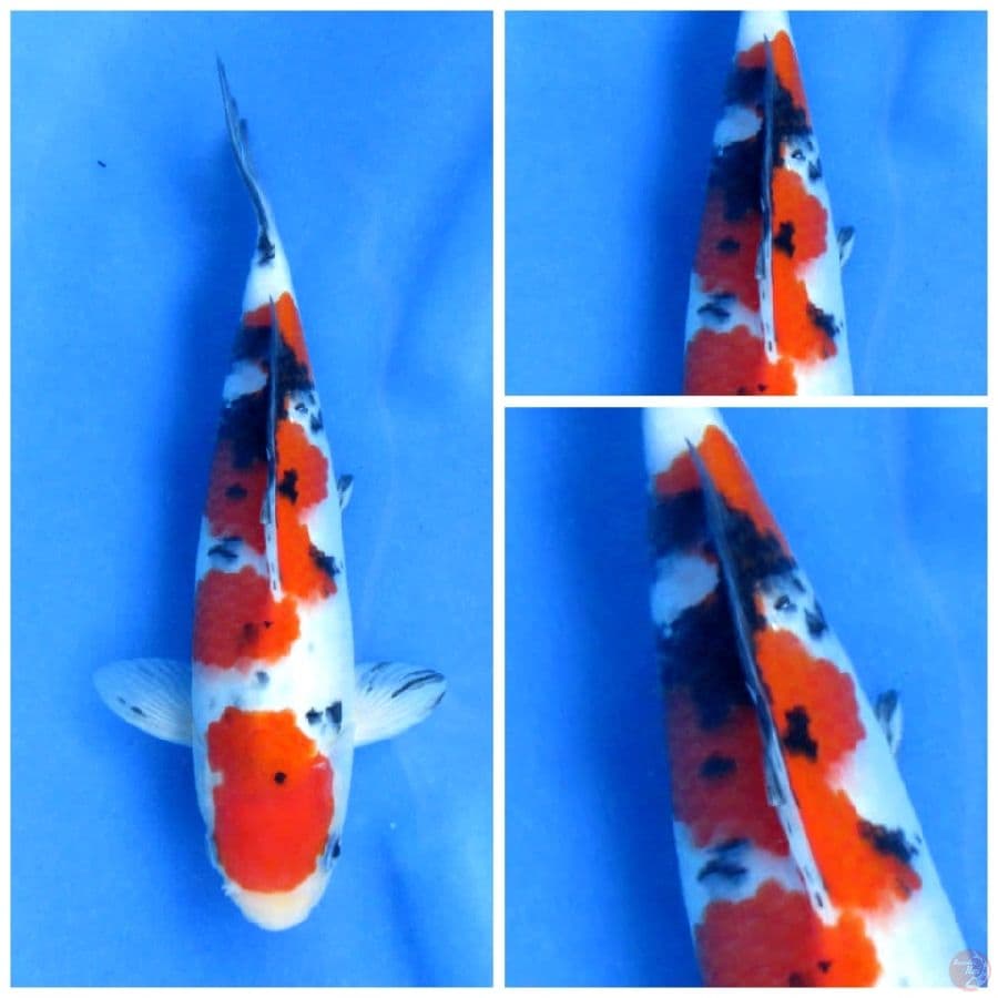 sanke f1 23cm