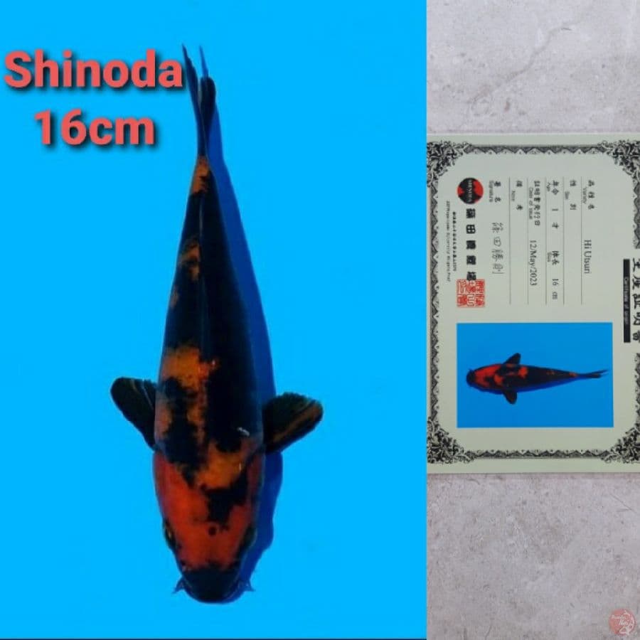 SHINODA HIUTSURI 16CM SERTI
