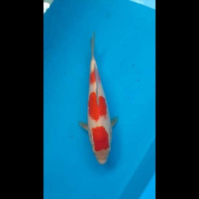 Kohaku original