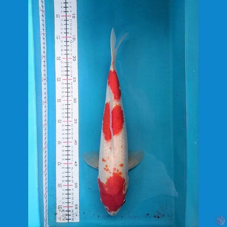 KOHAKU GINRIN 41CM FEMALE