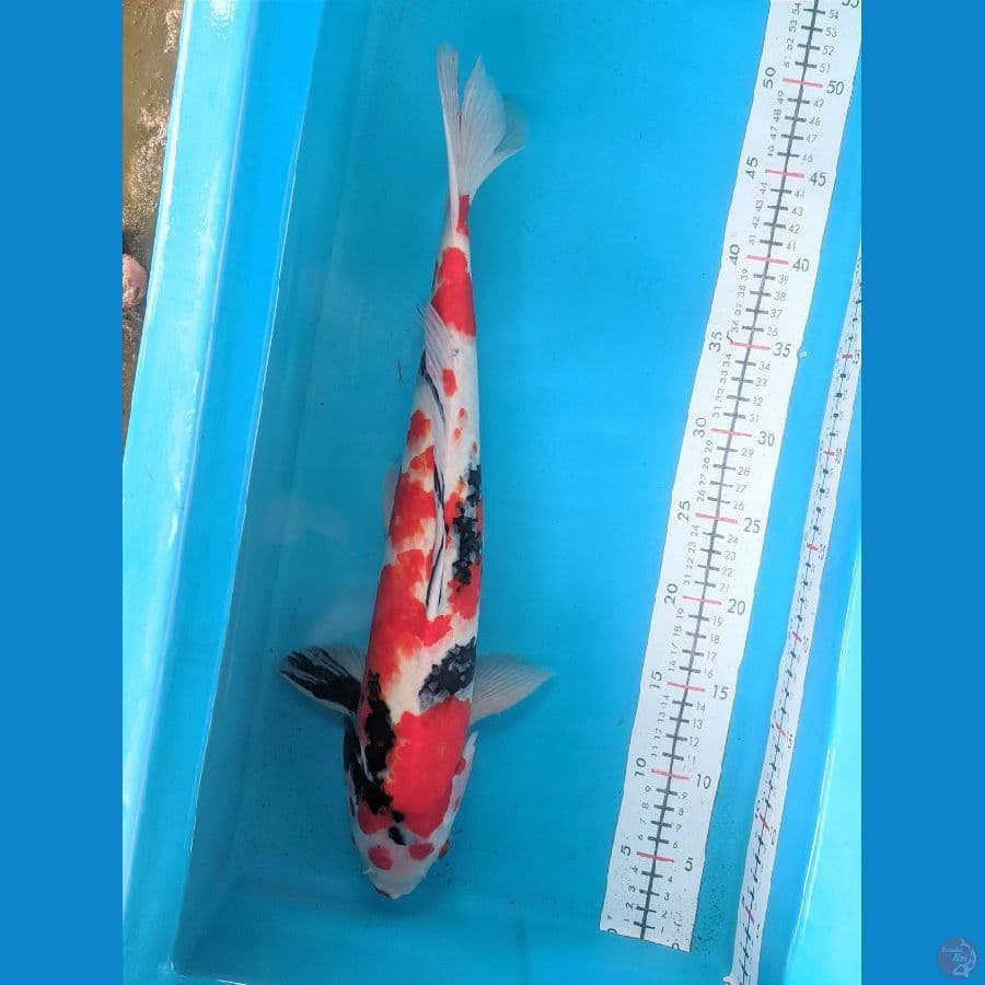 SHOWA 45CM MALE