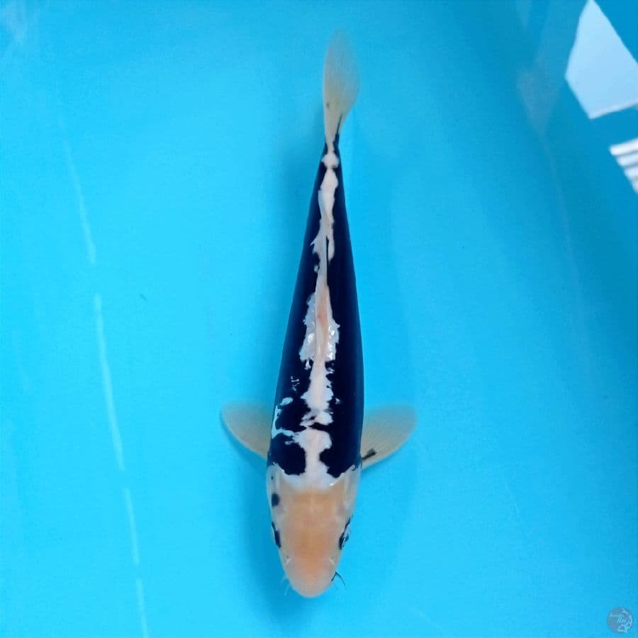 kumonryu, 27 cm