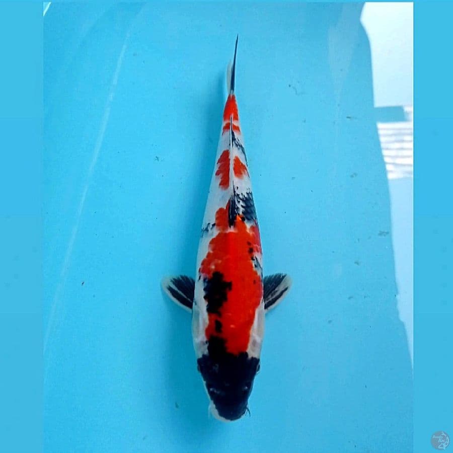 showa, 29 cm