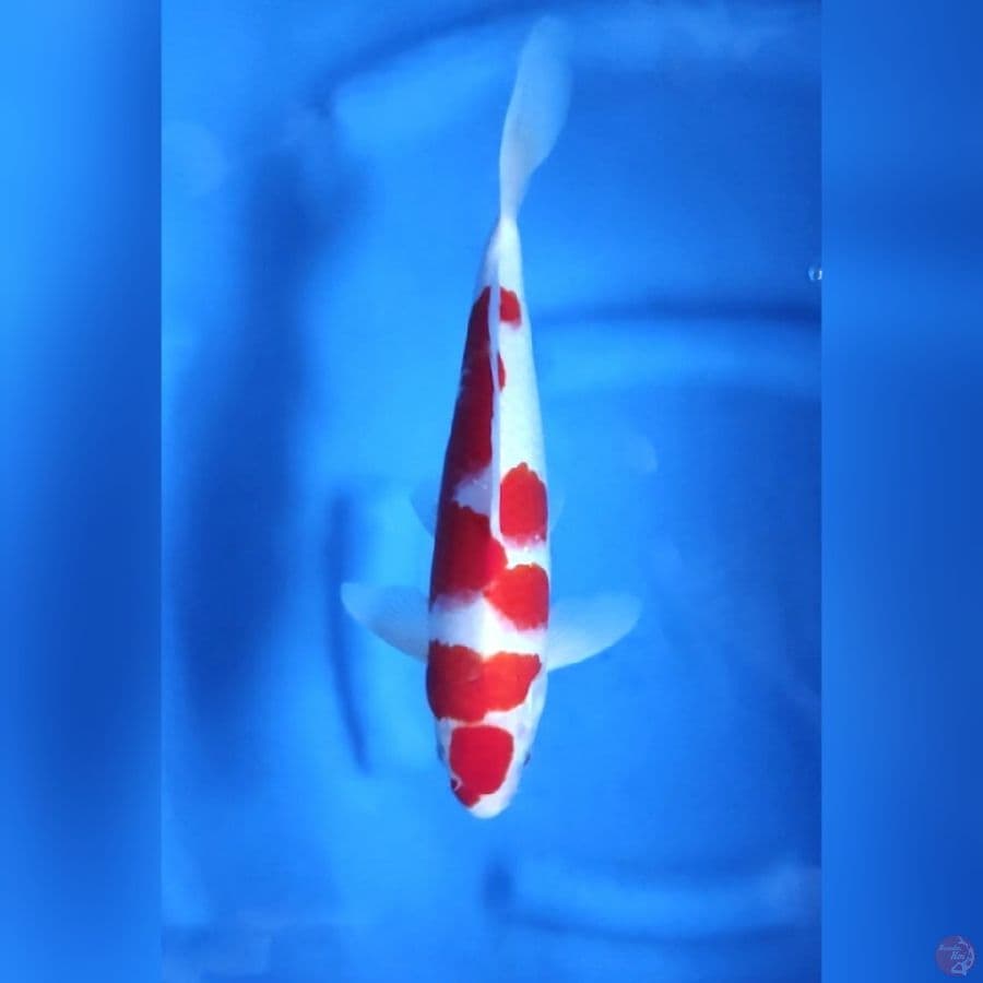 ( 29CM ) KOHAKU ORIGINAL - MALE