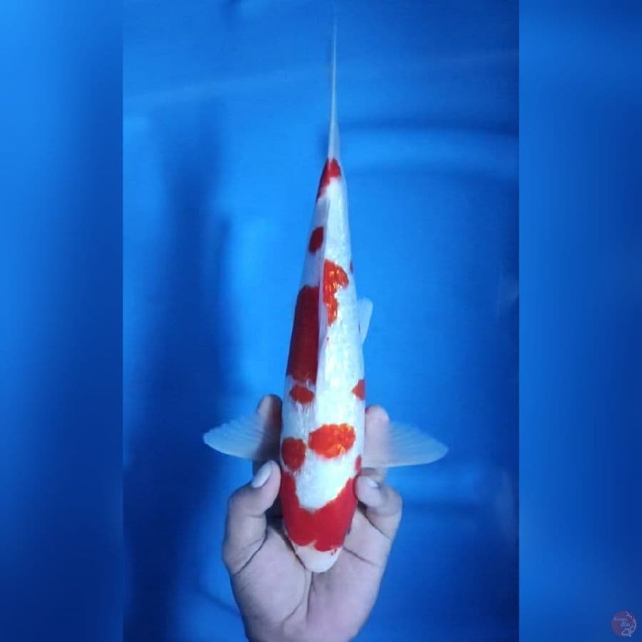 ( 32CM ) AI GOROMO GINRIN - MALE
