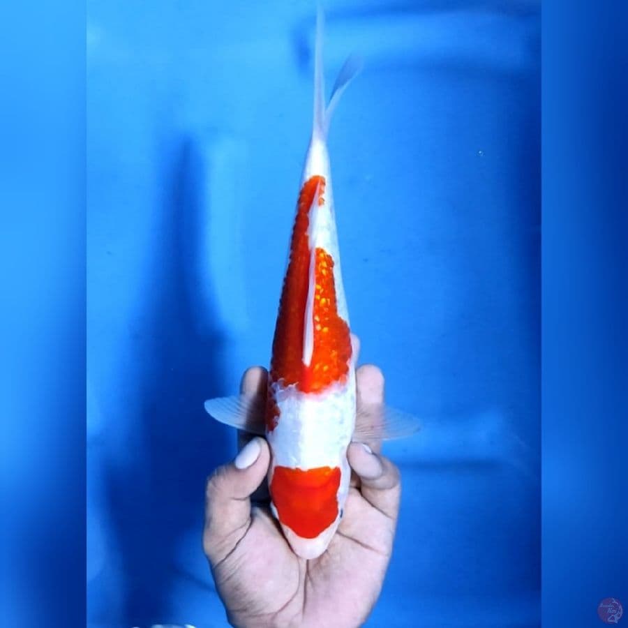 ( 27CM ) KOHAKU GINRIN - FEMALE