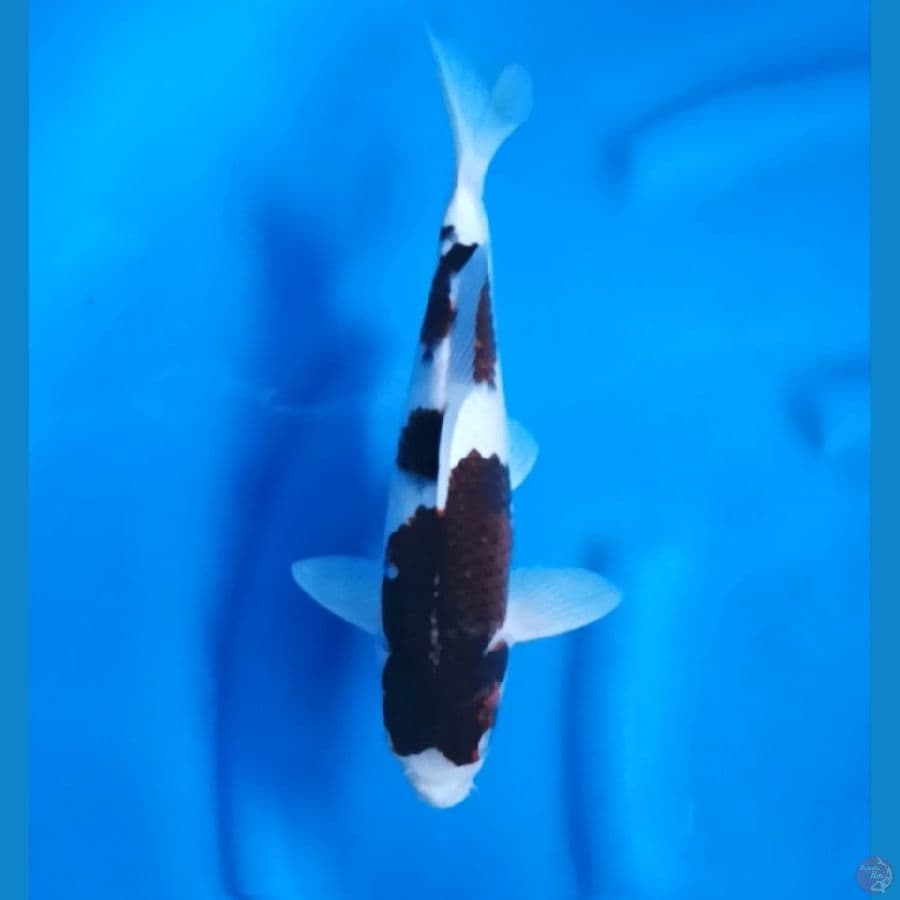 ( 30CM ) BUDO GOROMO - MALE
