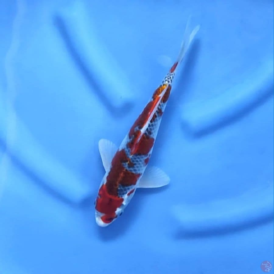 ( 27CM ) GHOSIKI MANTAP - MALE