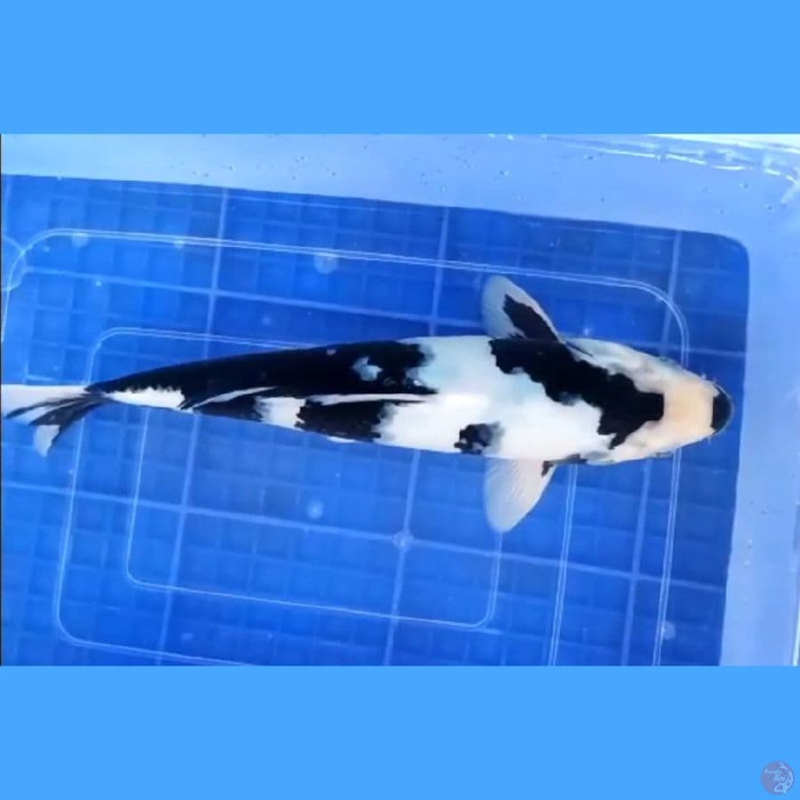 ( 30CM ) SHIRO QUALITY MALE