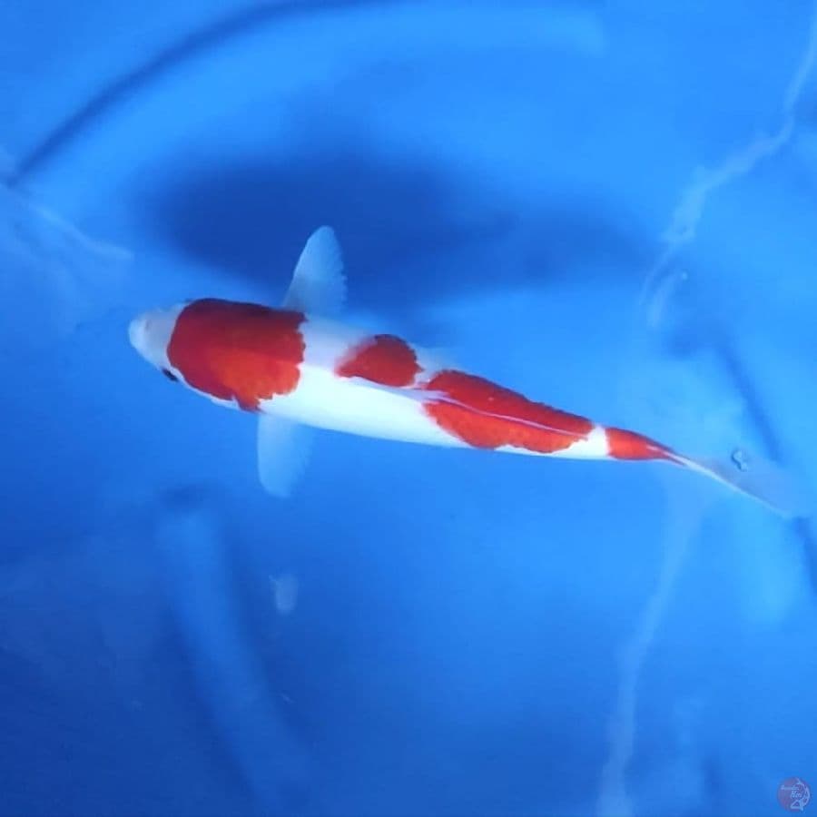 ( 30CM ) KOHAKU ORIGINAL - FEMALE