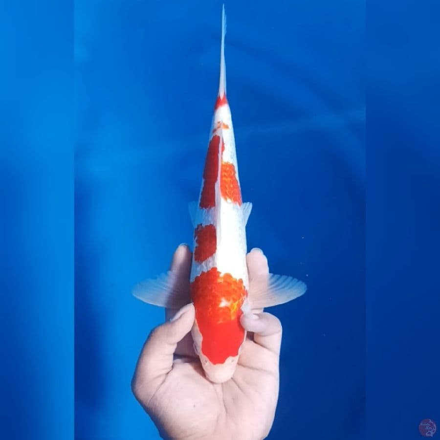 ( 29CM ) KOHAKU GINRIN - MALE