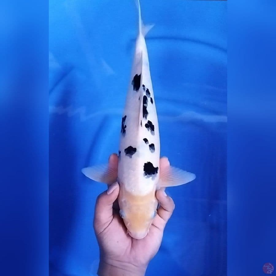 ( 37CM ) BEKKO MANTAP - MALE