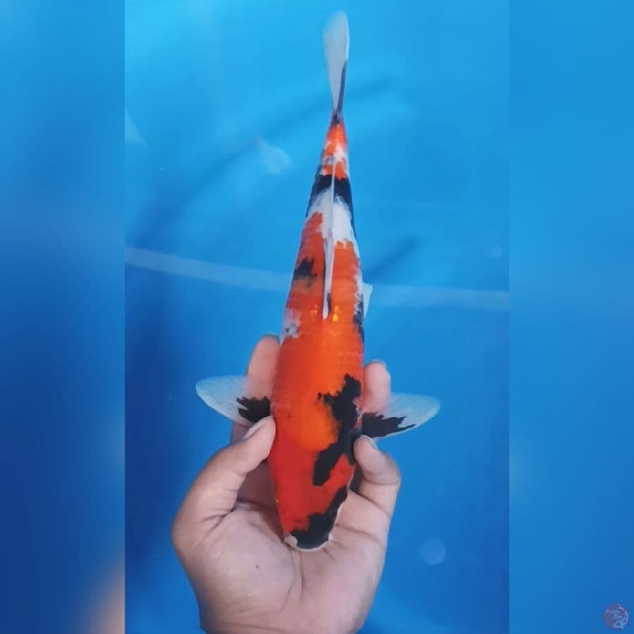 ( 31CM ) SHOWA - FEMALE