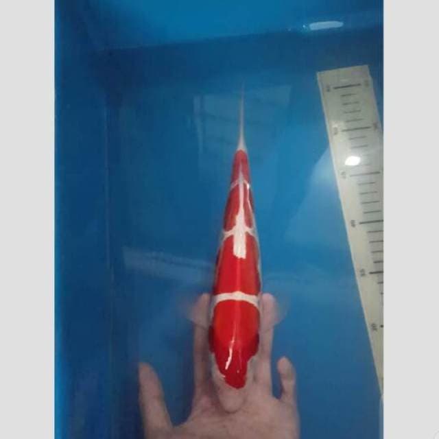 kohaku doitsu koleksi 30cm