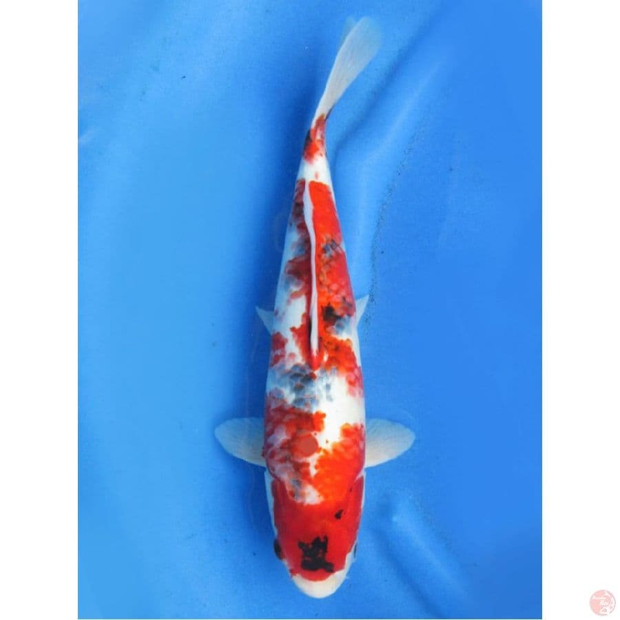 38cm Showa male evo ,l