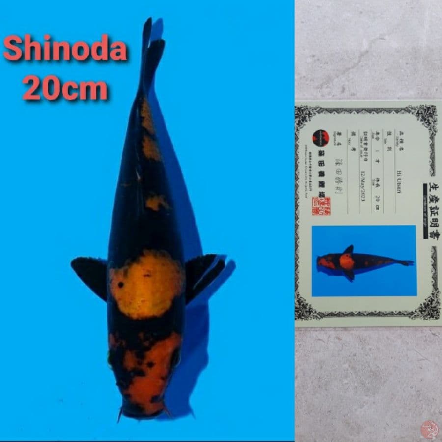 SHINODA HIUTSURI 20CM SERTI