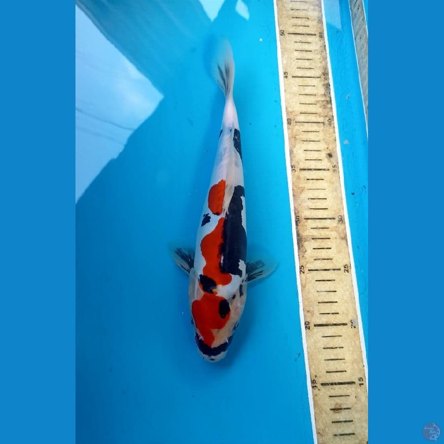 Showa doit 28cm