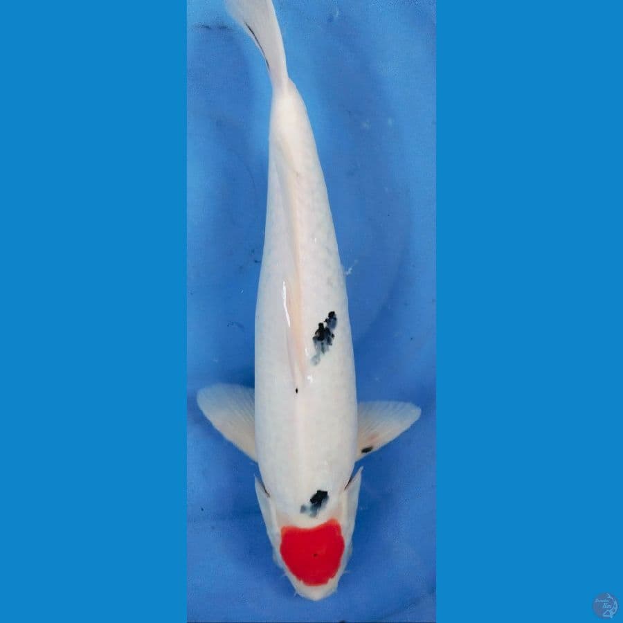 Tancho 42cm jantan
