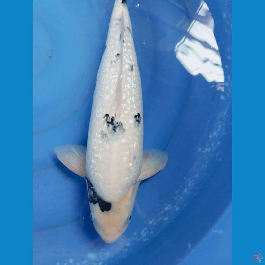 shiro gindrin berpunok 49cm