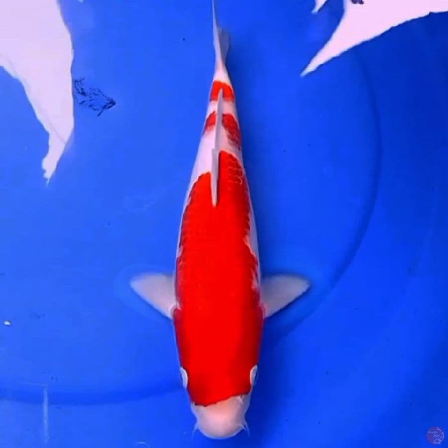KOHAKU RED DEVIL 30cm