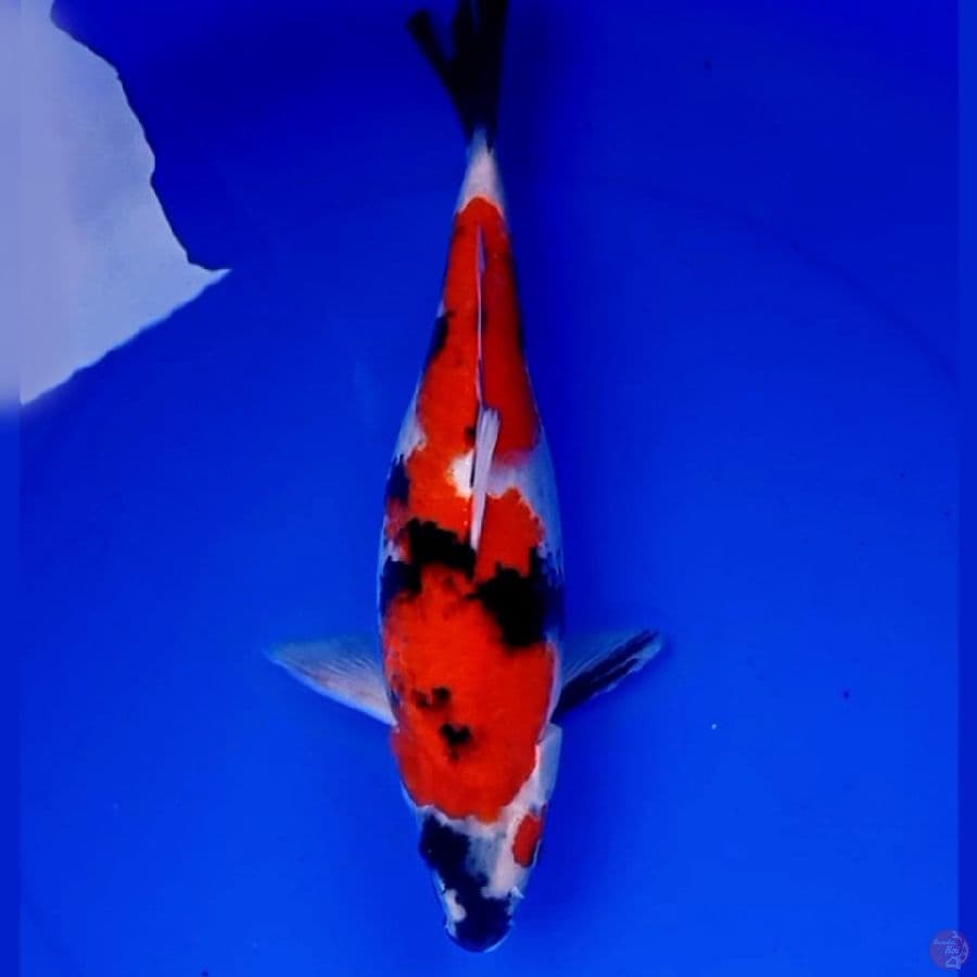 KINDAI SHOWA STRONG 36cm