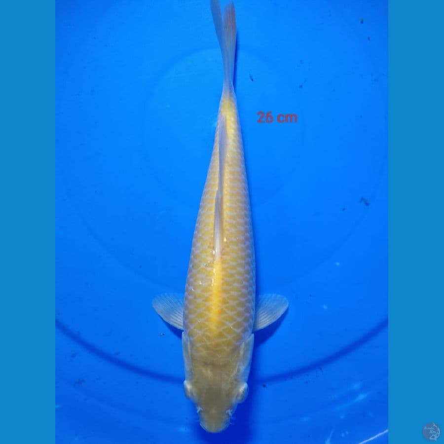 Karashi Corn 26 cm