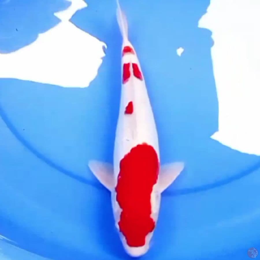 32cm KOHAKU STRONG