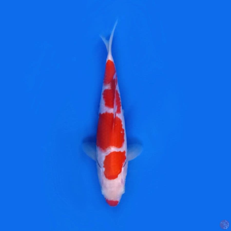 19.Cm KOHAKU