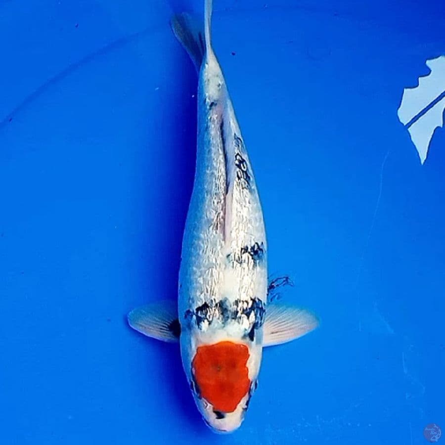 29cm KINGINRIN TANCHO SHOWA TATEGOI PROSPEK