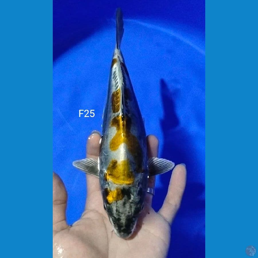 kikokuryu 25cm munuk onta
