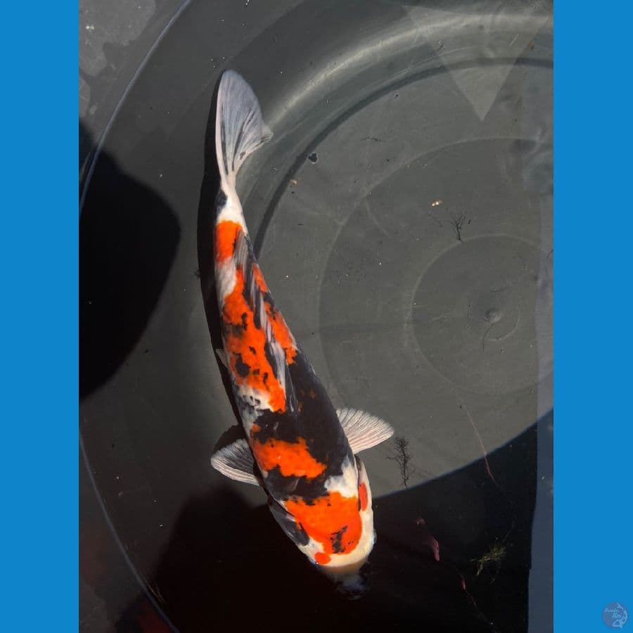 showa sanshoku 34 cm