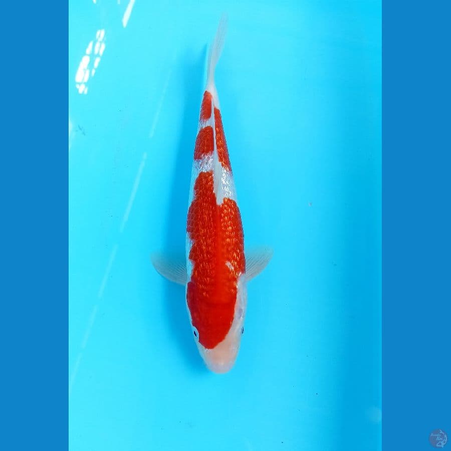 Kohaku ginrin 28cm