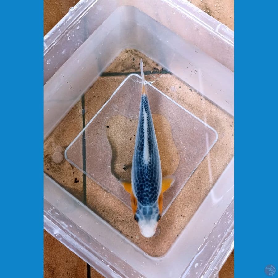 Asagi HQ 16cm
