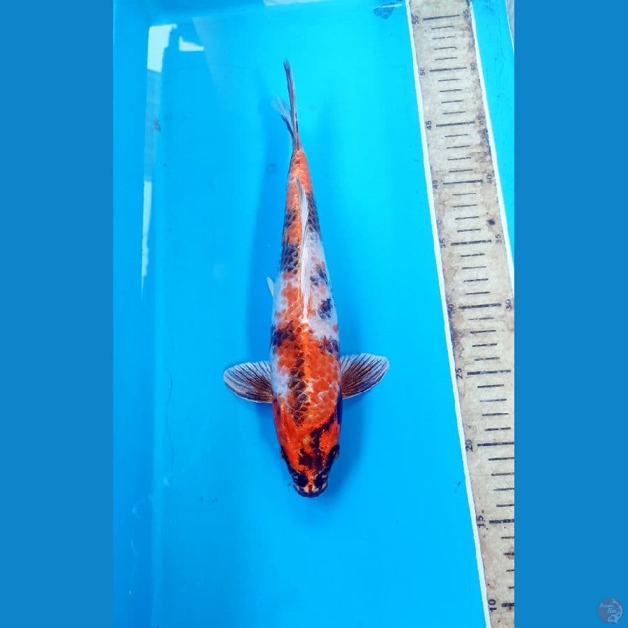 Kin showa 31cm