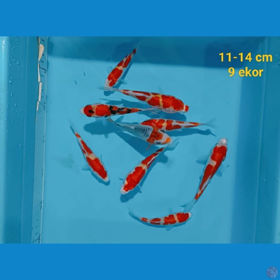 Mixs Koi (Asagi-Kohaku-Showa) 11-14 cm 9 ekor
