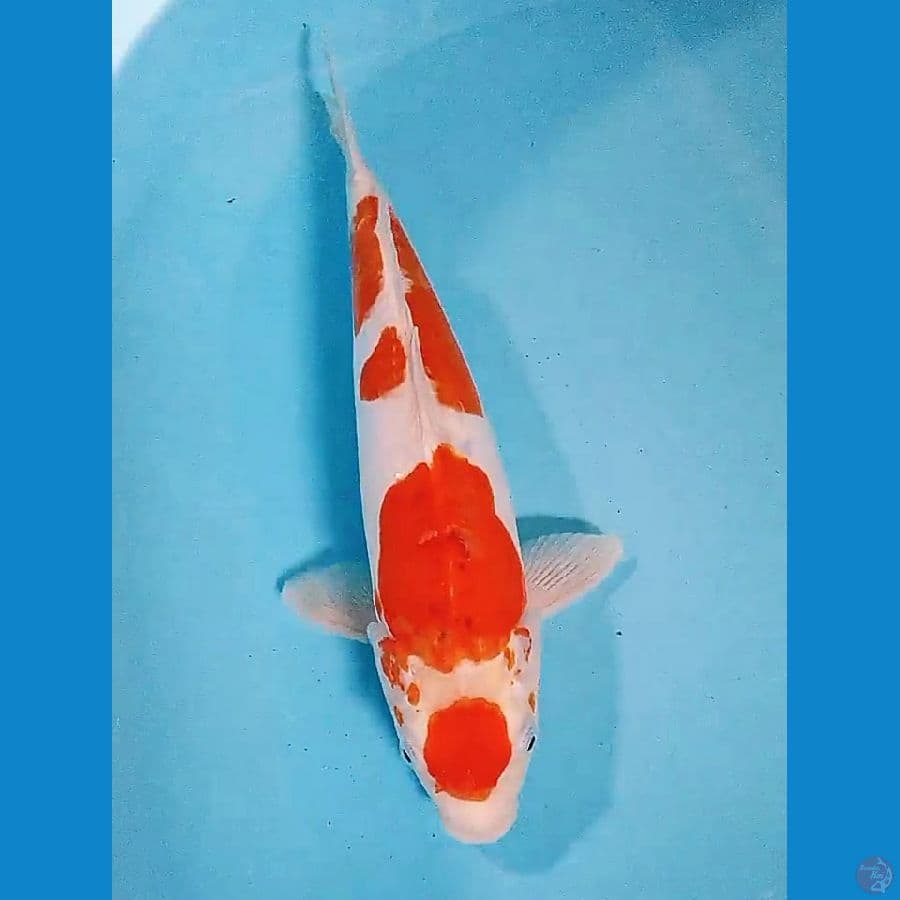 36 cm doitsu