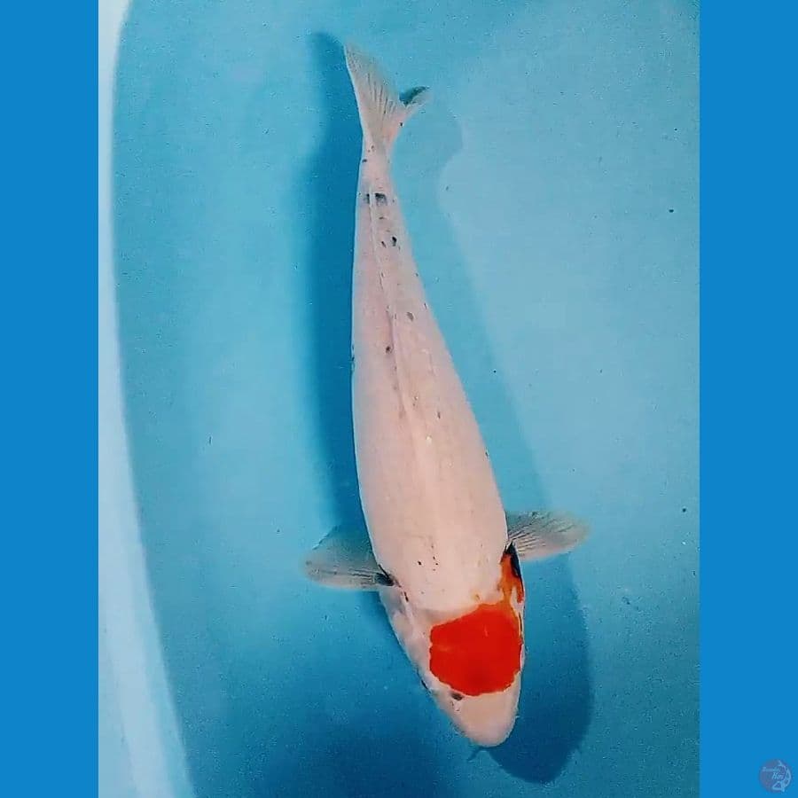39 cm tanco showa