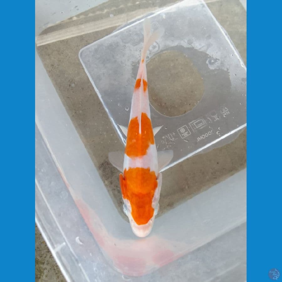 kohaku doit 14cm