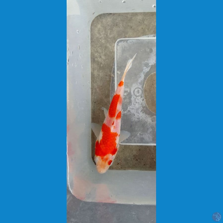 kohaku 12cm