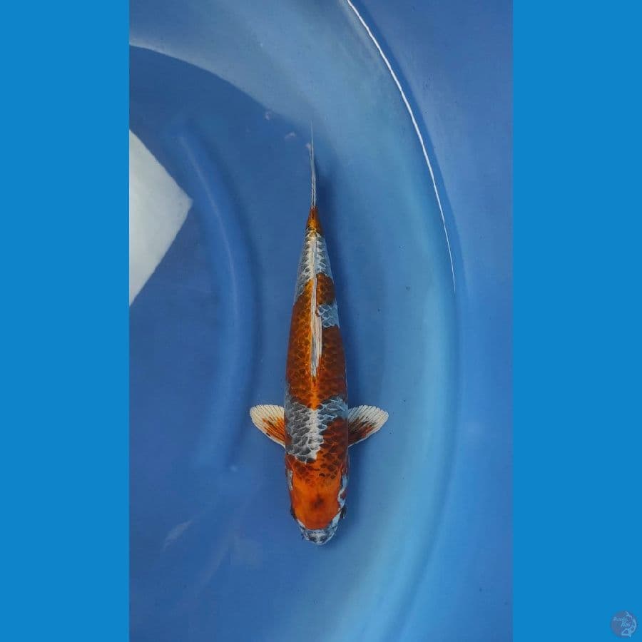 beni gingga 36cm male