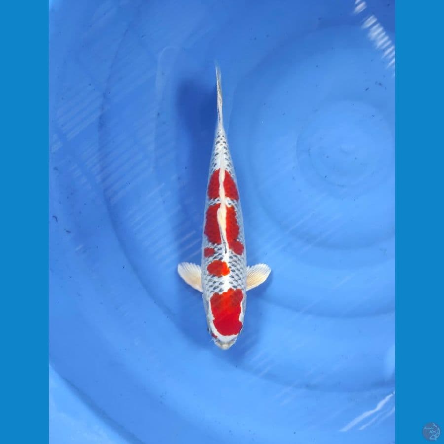 red kujaku 35cm male redy show