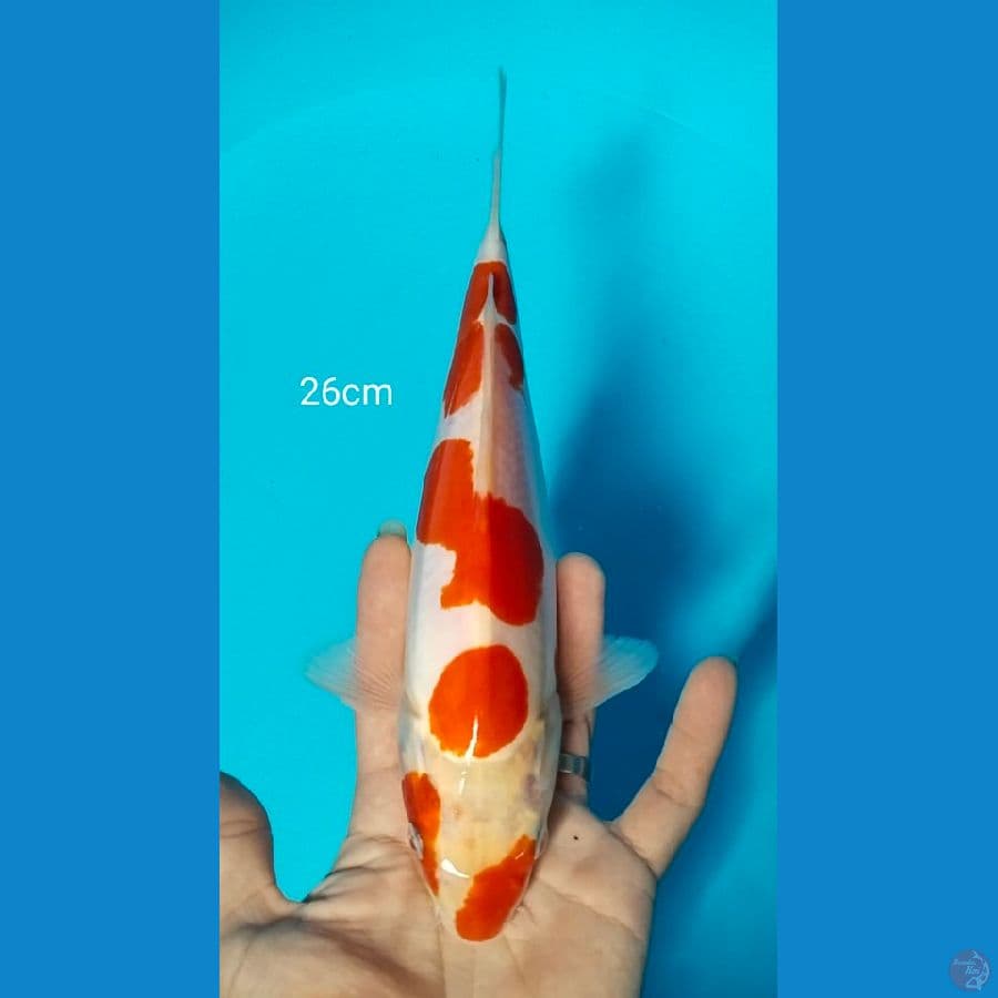 doitsu kohaku 25cm