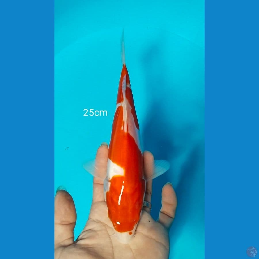 doitsu 25cm