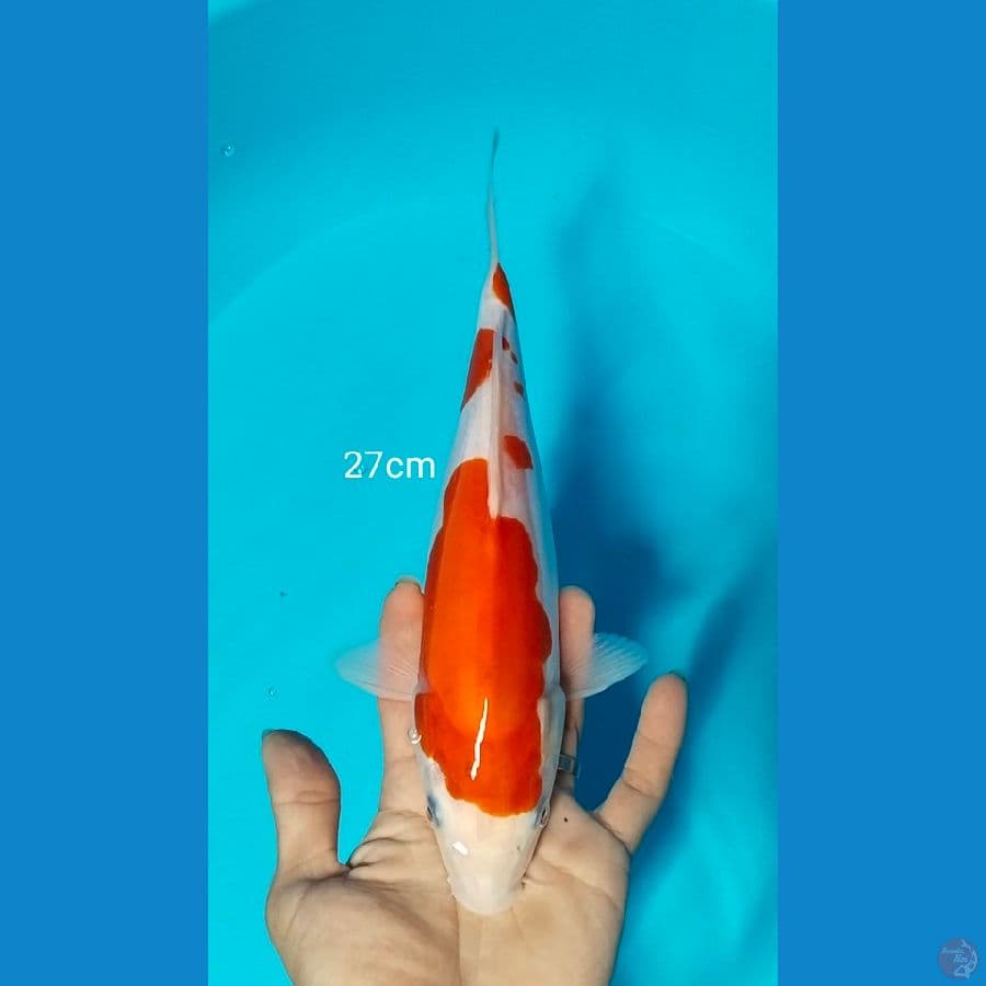 doitsu 27cm