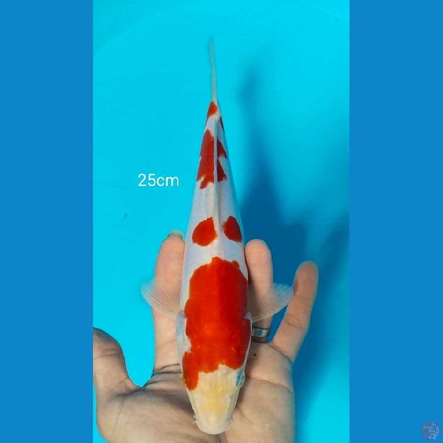 doitsu ori 25cm
