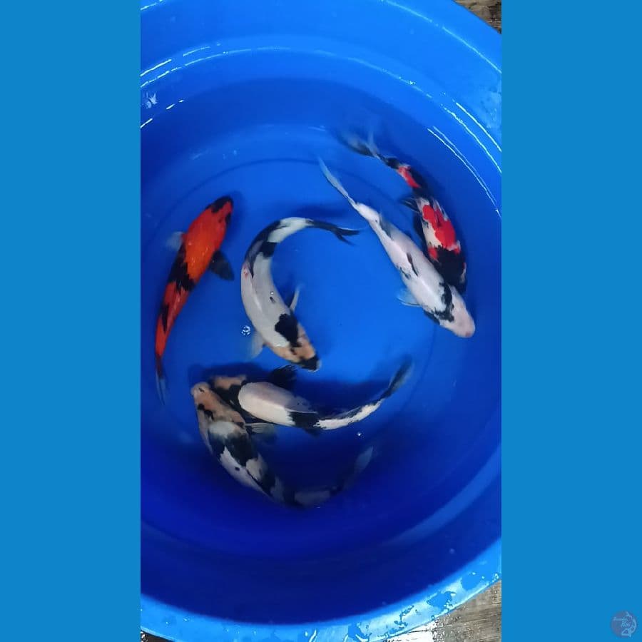 MIX 24-28 CM